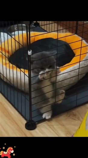 World’s Cutest Pets Compilation