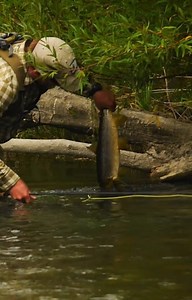31K views · 995 reactions | I'd broken my rod 2 weeks earlier. @shawncombs sent me a new rod all the way to New Zealand. This was the first fish I lined up on with the new rod. When it shot between my legs it almost took my rod tip with it. I danced and won... barely. Always better to be lucky! 拾 | Jensen Fly Fishing | Facebook