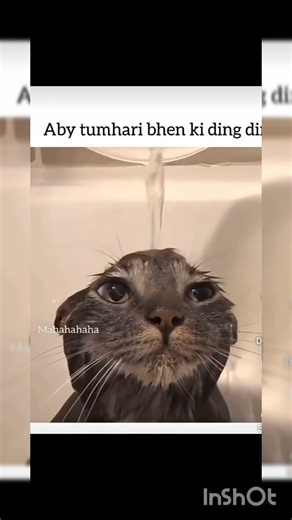 Eeeeeeee😭🤣#funny #cat #memes #subscribe @sillyaryaaa