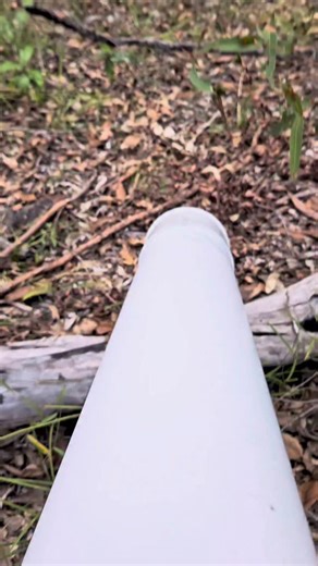 Stay tuned for the end to see the bird swoop Mr Goanna! 🦎 Releasing animals into their natural habitat has to be the BEST part of our job. We get to see their first initial reaction and watch what they decide to climb! This lizard got a nice big swoop from the bird on the way up a tree! | Sunshine Coast Snake Catchers 24/7