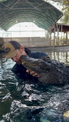 Reminiscing about my gator research days!! Catching gators in the Everglades backcountry, conducting research on alligators with UF. We weighed, measured, tagged, and took a blood sample from each alligator before releasing them back into the wild with a white mark on the head so we wouldn’t accidentally recapture the same gator. We use these data as an indicator of overall Everglades health and a marker of restoration progress. Everglades alligators are fewer and skinnier than they once were an