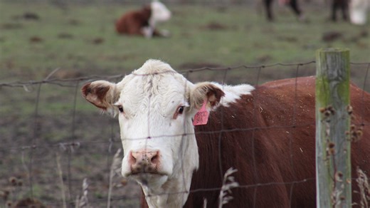 Beefing up dairy: The Rise of crossbreeding and its impact on the beef and dairy industries
