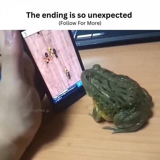 5.5K views · 168 reactions | Watch till the end  #frog #frogmood #frogreel #froggy #frogstomp #cutefrog #frogofinstagram #froggo | Frog Community | Facebook