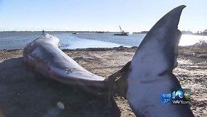 Va. Aquarium performs necropsy on whale found dead in waters of Newport News