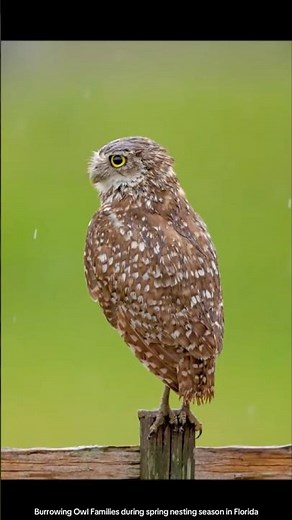 Burrowing Owl Families in Spring | Adult & Owlet Moments in Florida | By Debbie Quick