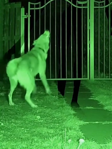 Dog Encounters Mysterious Shadow Figure at 3AM