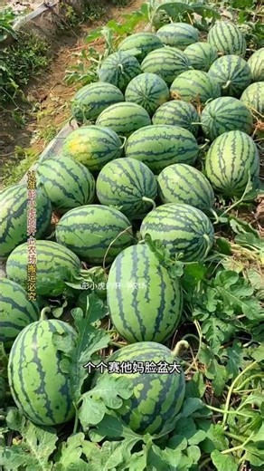 Scientific vegetable growing #growingtips #agriculturalknowledge #vegetablegrowing #vegetables