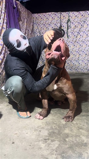 HULK PITBULL 🔥#lekthebestkennel