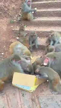 Monkeys Steal Eggs – Wild Feeding Frenzy! 🐒🥚 #Monkeys#EggFrenzy