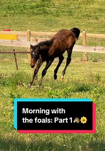 Morning with the foals: Part 1🐴🌼 | Katie Van Slyke