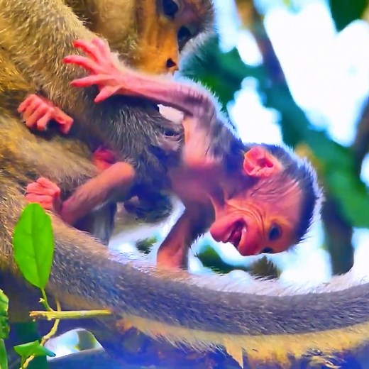 Little baby weeping out feeling hungry #monkeys | Avata Monkey II