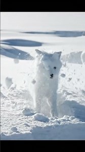 ADORABLE Arctic Fox Kit Attempts Its First Snow Pounce.