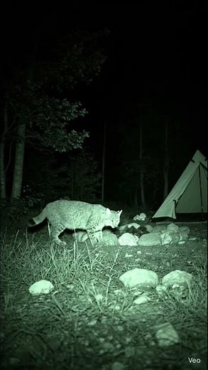 CCTV Camera Captures a Bobcat Near the Night Campsite at Night