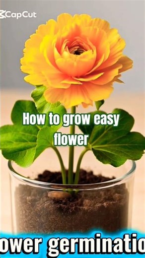 see how this flower will grow rapidly