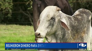 Esta es la historia de Esplendor, el toro que escapó del camión que lo llevaba al matadero, en un barrio del sur de Bogotá. Esplendor luchó, pero fue capturado de nuevo para ser llevado al matadero. Sin embargo, ese no fue el final de Esplendor. Gracias al Santuario animal Namigni y a la generosidad y de muchas personas, se logró recaudar el dinero para lograr su libertad. Ahora Esplendor vivirá toda su vida en un santuario, en libertad y dignidad❤️❤️ | Plataforma por los Animales Alto