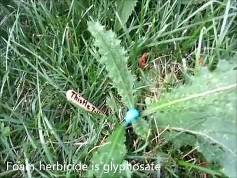 Kill Weeds in Grass - Spot Treat with Green Shoots Foam Herbicide System