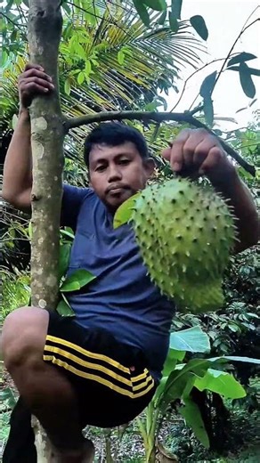 It's a custard apple tree.