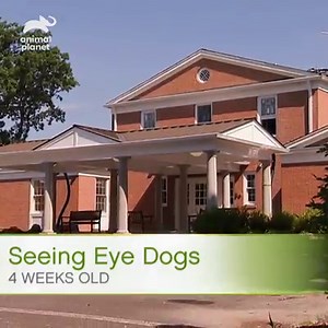 2.2M views · 6.6K reactions | Training for the future can be exhausting, but these seeing eye pups are determined! #TooCute | Animal Planet | Facebook