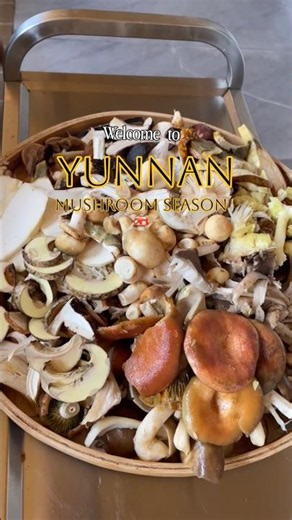 Yunnan’s Wild Mushroom Season Is Here 🍄🔥#food #mushroom #yunnan