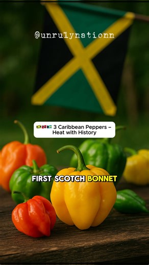 🇯🇲🇹🇹🇧🇸 3 Caribbean Peppers – Heat with History From Jamaica’s Scotch Bonnet to the Bahamas’ goat pepper, these fiery legends leave a mark. Sourced from TasteAtlas rankings—hot facts only! 🔥 Support UnrulyNationn—grab Caribbean spice kits & cooking gear—link in bio! #caribbean #african #history #culture #travel #caribbeantravel #ai #fyp #ScotchBonnet #TrinidadScorpion #BahamianPepper #CaribbeanSpices #trini_tiktoks 📊 Poll: Which pepper packs your favorite Caribbean punch? • Scotch Bonnet 