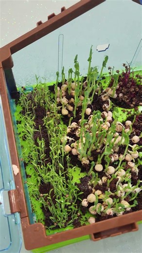 Мікрозелень. Вирощування мікрозелені.