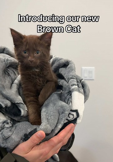 Naming Our New Brown Kitten: Help Us Decide!