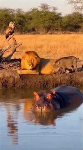 Angry Hippopotamus vs LION vs WARTHOG 🤣 HILARIOUS WILDLIFE MOMENTS 😂