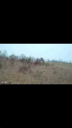 Rabbit hunting with pump shotgun #hunting #shotgun #fyp #outdoors