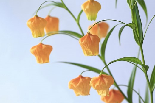 14 Bell-Shaped Flowers For Your Garden | Harper's Nurseries
