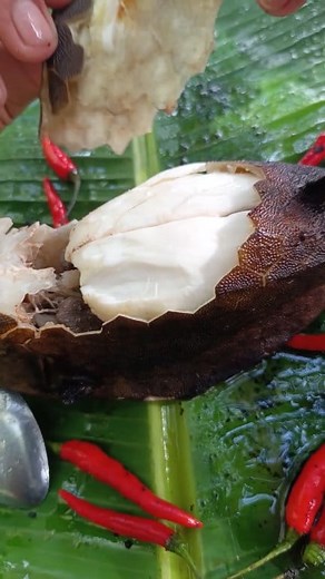 barko barko fish | Jor Trip TV