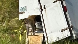 Truck full of 'aggressive' research monkeys overturns, setting primates on the loose