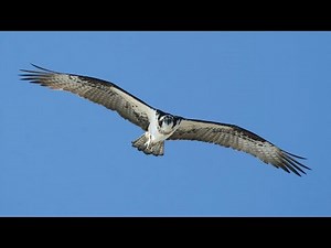 The Osprey – Beautifully Adapted Fishing Hawk