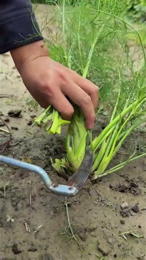 Harvesting Fresh Fennel Straight from the Garden #fennel #vegetables #gardening
