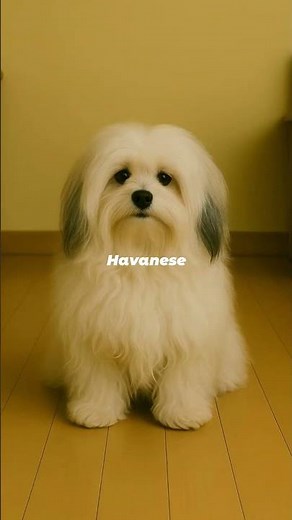 Havanese Puppy to Adult Transformation 🐾✨ | The Fluffy Cuban Companion