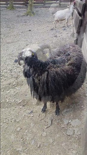 Sheep at Ostrava Zoo