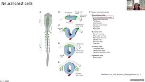 Unlocking Limb Regeneration Through Neural Crest Cells: Toward Next-Generation Osteoarthritis Therapies