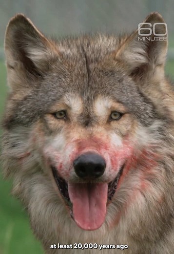 From Wolves to Dogs: The Evolutionary Journey