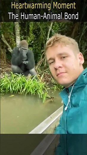 Heartwarming Moment | The Human Animal Bond #gorilla