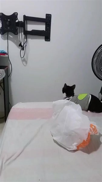 #virals EMOTIVO MOMENTO DE COCO: EL GATO Y SU TELEVISIÓN Coco, el gato colombiano, vivió un emotivo momento al notar la ausencia de su televisor, su fuente diaria de entretenimiento, cuando sus dueños lo empeñaron. Aunque el video es de 2021, se hizo viral recientemente en México, destacando la conexión especial de los gatos con la televisión. Aunque Coco recuperó su pantalla, la melancolía de esos días persiste en su hogar #virals #paratii #videos #viral #reel | Campeche Capital