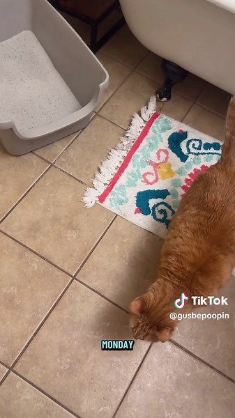 Gus's Poop Room: Chronic Constipation Cat