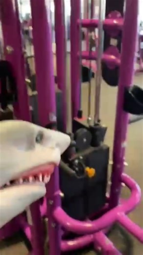 Gym Fun with Shark Plush Toy and Weight Lifting