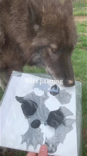 The wolves are getting ready for our Music and Art fundraiser on May 11! These one of a kind pieces of artwork are designed by the wolves and are available in our gift shop. #wolfart #wolves #wolfdogs #wolfpack #animalenrichment #zookeeperlife #wolfsanctuary #wolfrescue #wolfdogrescue #wolfsanctuaryofpa #wolvesofspeedwell | Wolf Sanctuary of PA