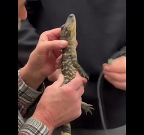 Baby alligator saved from chilly New England river
