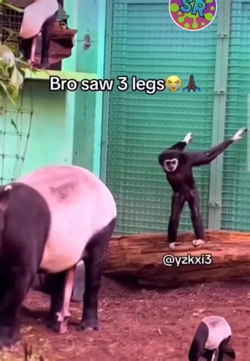 # underconder kommen🤣🤣 mit 3 beinen🤣🤣