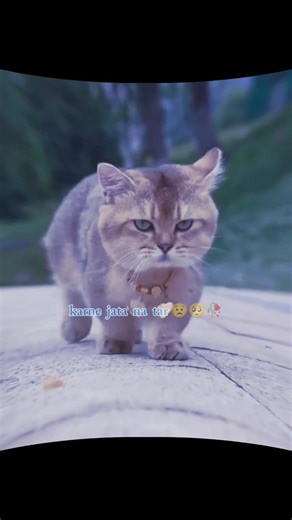 Pal pal ~ Afusic 🥺💘 | Cat version | Slowed reverb | Aesthetic status | #lyrics#shorts#trendingsong