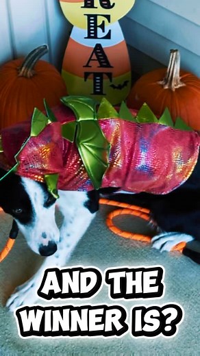 20 reactions | Congratulations to Ben as Labubu and his handler Lindsey for winning Best Dog Costume! They will receive a $50 Amazon Gift Card. Thanks to all our participants and to everyone who voted! #doglover #animalovers #dogcostume #costumecontest #DogLife #dog #goosechaser #geesecontrol | Ohio Geese Control | Facebook