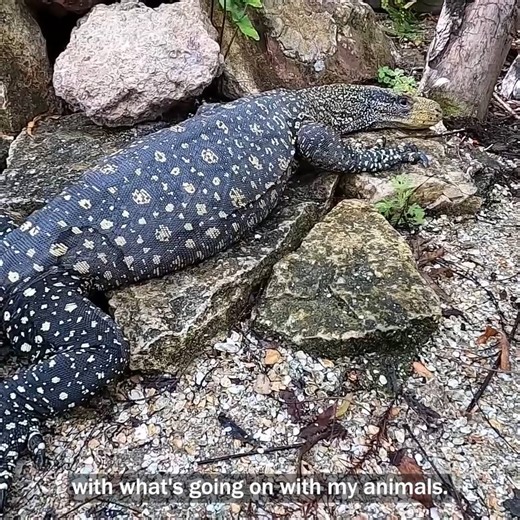 Lagertha is Still Sick 😢🦎 #monitorlizard #crocmonitor | Kamp Kenan
