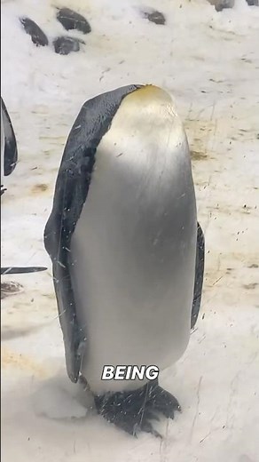 Animals That Refuse to Die