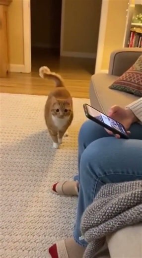 When Cats Get Mischievous with 'Pspsps' 🔊😹