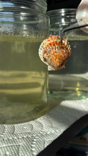 Who knew all the shells at the beach were hiding so much color?! 😲🐚 | UNILAD Tech